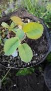 Saskatoon Berry (Utah Serviceberry)