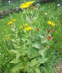 Yapışkan Andız Otu Bitkisi