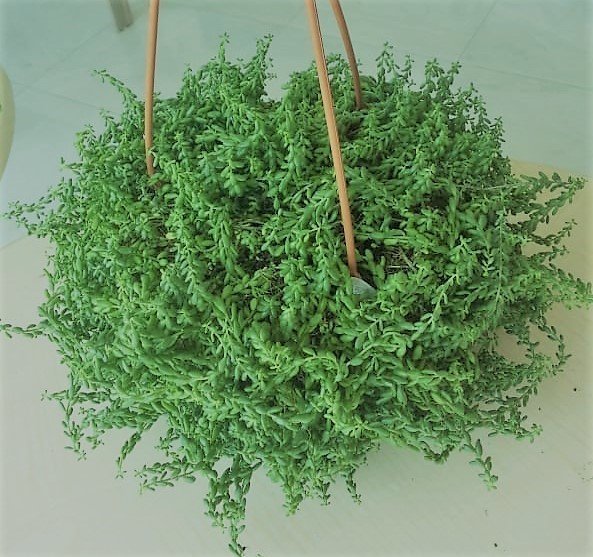 Senecio Herreianus (Akça Bardak Sukulent) 10-20 cm