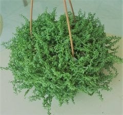 Senecio Herreianus (Akça Bardak Sukulent) 10-20 cm