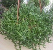 Senecio Herreianus (Akça Bardak Sukulent) 10-20 cm