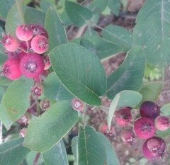 Saskatoon Berry (Amelanchier Ovalis) 120-150 cm-Çiçekli