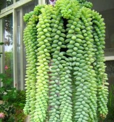 Sedum Burrito (At Kuyruğu Sukulent) Askılı Saksı