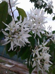 Saskatoon Berry (Amelanchier sinica - Çin Serviceberrysi)
