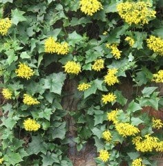 Senecio Tamoides-Kanarya Sarmaşığı Fidanı