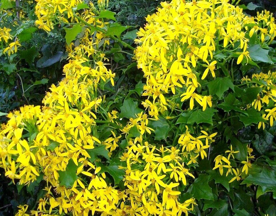 Senecio Tamoides-Kanarya Sarmaşığı Fidanı