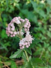 Caryopteris Clandonensis Pink Pembe Sakal Çiçeği 50 cm