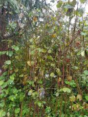 Tombul-Yağlı Fındık Fidanı 130-180 cm