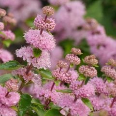 Caryopteris Clandonensis Pink Pembe Sakal Çiçeği 40 cm