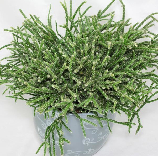 Rhipsalis Policarpa Cactus 15-20 cm