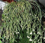 Rhipsalis Policarpa Cactus