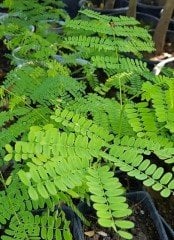 Delonix Regia- Ateş Ağacı Fidanı