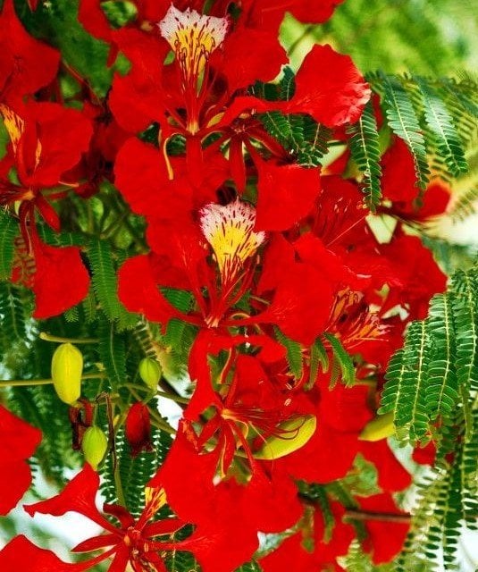 Delonix Regia- Ateş Ağacı Fidanı