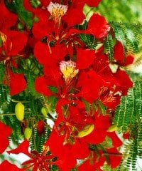 Delonix Regia- Ateş Ağacı Fidanı