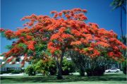 Delonix Regia- Ateş Ağacı Fidanı