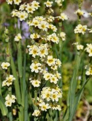 Sisyrinchium Striatum Fidesi-Sarı Çiçekli