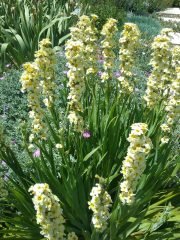 Sisyrinchium Striatum Fidesi-Sarı Çiçekli