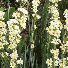 Sisyrinchium Striatum Fidesi-Sarı Çiçekli