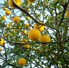 20 Adet Poncirus Trifoliata (Üç Yapraklı Japon Portakalı) Tohumu