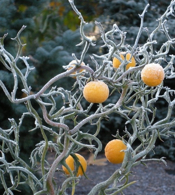 20 Adet Poncirus Trifoliata ( Flying Dragon) Tohumu