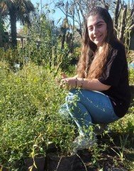 Jasminum Beesianum -Kırmızı Yasemin Fidanı Büyük Boy-Bol Dallı Fidan