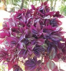 Tradescantia zebrina (Telgraf çiçeği saksılı)