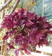 Tradescantia zebrina (Telgraf çiçeği saksılı)