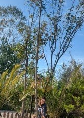 Ligustrum Japonicum Kurtbağrı Fidanı- Gövde Çevresi 25-30 cm-Boy 500 cm