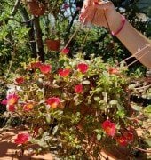 Portulaca yubi (Semizotu Yapraklı İpek Çiçeği-Kırmızı Çiçekli Askılı Saksı)