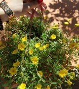 Portulaca yubi (Semizotu Yapraklı İpek Çiçeği-Kırmızı Çiçekli Askılı Saksı)