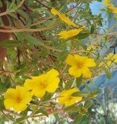 Portulaca yubi (Semizotu Yapraklı İpek Çiçeği-Kırmızı Çiçekli Askılı Saksı)