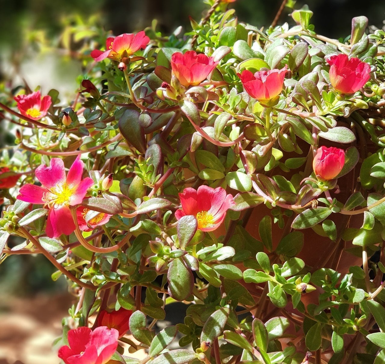 Portulaca yubi (Semizotu Yapraklı İpek Çiçeği-Kırmızı Çiçekli Askılı Saksı)