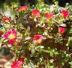 Portulaca yubi (Semizotu Yapraklı İpek Çiçeği-Kırmızı Çiçekli Askılı Saksı)