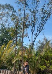 Ligustrum Japonicum Kurtbağrı Fidanı- Gövde Çevresi 18-24 cm-Boy 500 cm