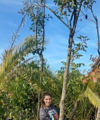 Ligustrum Japonicum Kurtbağrı Fidanı- Gövde Çevresi 18-24 cm-Boy 500 cm
