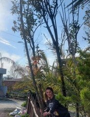Ligustrum Japonicum Kurtbağrı Fidanı- Gövde Çevresi 18-24 cm-Boy 500 cm