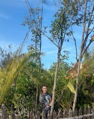 Ligustrum Japonicum Kurtbağrı Fidanı- Gövde Çevresi 18-24 cm-Boy 500 cm