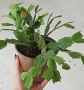 Schlumbergera (Yılbaşı kaktüs) 30-40 cm