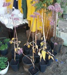 Kalanchoe Daigremontiana (Aşkın Gözyaşları-Binlerin Anası)  80-100 cm