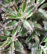 Kalanchoe Daigremontiana (Aşkın Gözyaşları-Binlerin Anası)  80-100 cm
