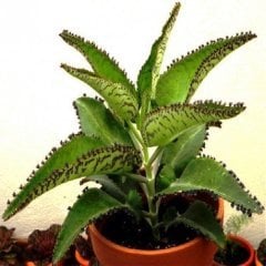 Kalanchoe Daigremontiana (Aşkın Gözyaşları-Binlerin Anası)  80-100 cm