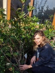 Viburnum plicatum (Japon Kartopu)-Yaprak Dökmeyen Kartopu Fidanı 100-150 cm