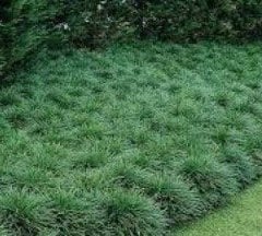 Koyu yeşil Osmanlı Çimi Ophiopogon Japonicus Nanus