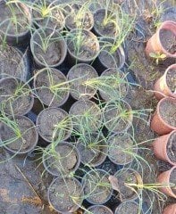 Koyu yeşil Osmanlı Çimi Ophiopogon Japonicus Nanus
