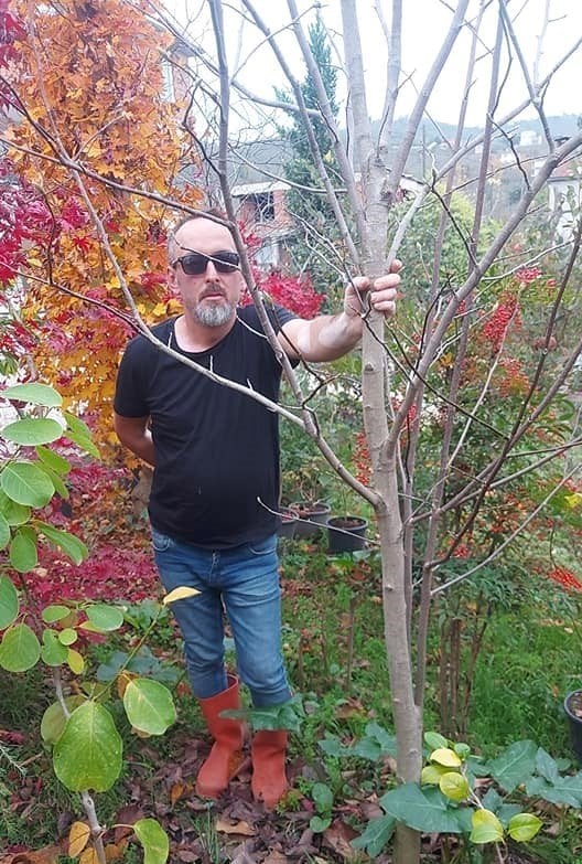 Magnolia Soulangiana Lennei-Kırmızı Beyaz Saray Manolyası-Gövde Çevresi 14-18 m-15 Yaş-Boy 250 cm