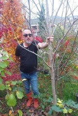 Magnolia Soulangiana Lennei-Kırmızı Beyaz Saray Manolyası-Gövde Çevresi 14-18 m-15 Yaş-Boy 250 cm