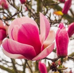 Magnolia Soulangiana Lennei-Kırmızı Beyaz Saray Manolyası-Gövde Çevresi 14-18 m-15 Yaş-Boy 250 cm