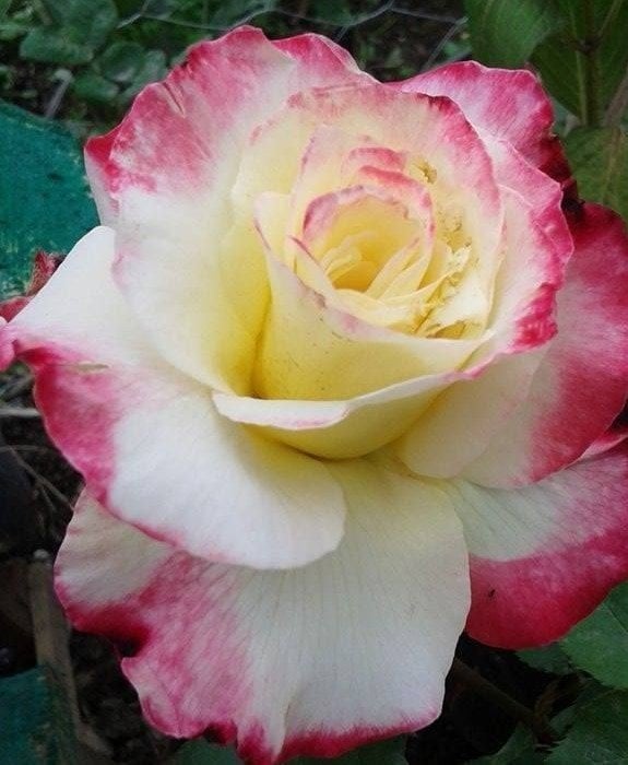 Monte Carlo Kokulu Yediveren Gül Fidanı-Açık Köklü