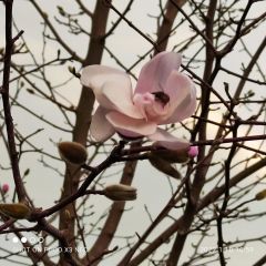 Magnolia Pink Rosa-Gövde Çevresi 20-24 cm-17 Yaş-Boy 400 cm-Rootball-Bol Çiçekli