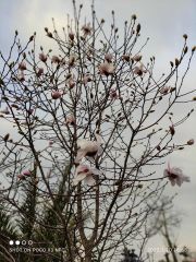 Magnolia Pink Rosa-Gövde Çevresi 20-24 cm-17 Yaş-Boy 400 cm-Rootball-Bol Çiçekli